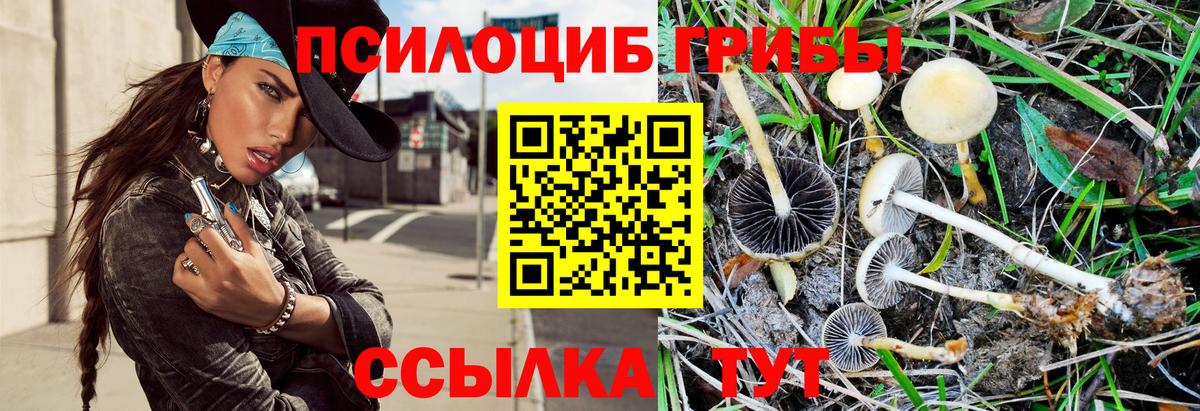 Псилоцибиновые грибы Psilocybe Качканар